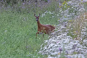 True Deer Prints: Roe deer (Capreolus capreolus) among wild flowers on farmland in set aside field