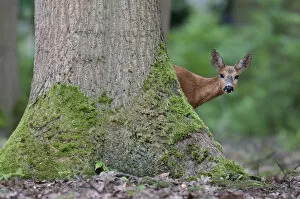 Roe Deer (Capreolus capreolus) in woodland, Peerdsbos, Brasschaat, Belgium, June