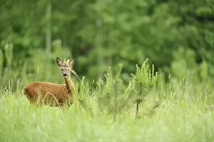 Roe deer {Capreolus capreolus} amongst young coniferous trees, Kemeri National Park