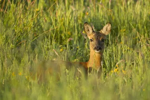 Roe deer (Capreolus capreolus) young doe in summer meadow, Scotland, UK