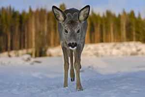 Roe deer (Capreolus capreolus) young male walking through snow. Close-up, portrait