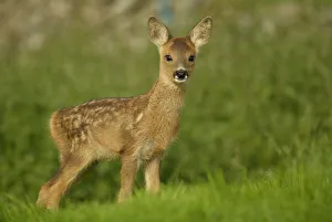 Roe deer fawn (3-weeks-old) {Capreolus capreolus} Grampian, UK