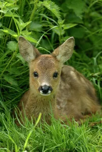 Portraits Collection: Roe deer fawn resting portrait {3-weeks-old} {Capreolus capreolus} Grampian, Scotland, UK
