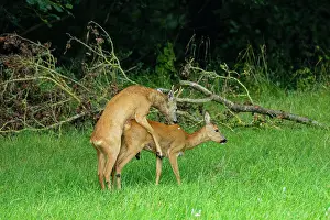 Copulation Prints: Roe deers (Capreolus capreolus) pair mating, Germany. August