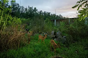 Safety Prints: Three Roe deers (Capreolus capreolus) using a wildlife crossing above the busy A7 highway