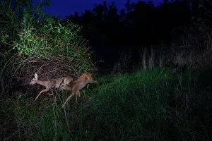 Safety Prints: Two Roe deers (Capreolus capreolus) using a wildlife crossing above the busy A7 highway at night