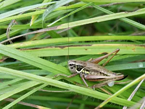Meadow Prints: Roesel's bush cricket (Metrioptera roeseli) female