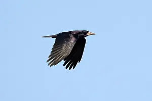 Suffolk Prints: Rook (Corvus frugilegus) in flight, Suffolk, UK. April