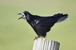 Rook {Corvus frugilegus} perched, calling, on post, Northumberland, England