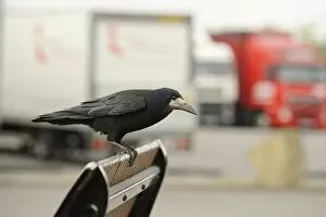 Images Dated 28th April 2011: Rook (Corvus frugilegus) perched in motorway service area, Midlands, England, UK, April
