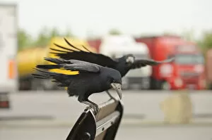 Images Dated 28th April 2011: Rooks (Corvus frugilegus) two perched in motorway service area, Midlands, UK, April