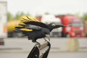 Vehicles Prints: Rooks (Corvus frugilegus) two perched in motorway service area, Midlands, UK, April
