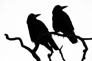 2018 June Highlights Gallery: Two Rooks (Corvus frugilegus) silhouetted as they perch on a tree branch at their