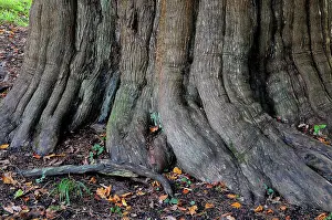 Gymnosperm Prints: Roots of Yew tree (Taxus baccata) in St