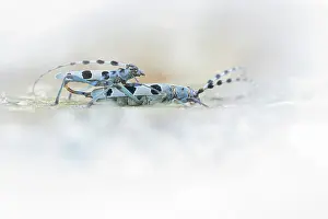 Rhinotia Prints: Rosalia alpina beetles (Rosalia Alpina) pair mating