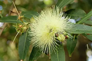Botanical Garden Prints: Rose apple (Syzygium jambos) tree in flower