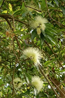 Botanical Garden Prints: Rose apple (Syzygium jambos) tree in flower