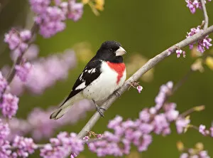 Images Dated 9th May 2010: Rose-breasted grosbeak (Pheucticus ludovicianus), male perched in flowering Eastern redbud tree