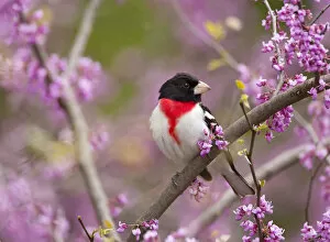 Flowers Collection: Rose-breasted grosbeak (Pheucticus ludovicianus), male perched in flowering Eastern redbud tree