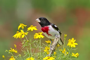 Rose-breasted Grosbeak (Pheucticus ludovicianus) male, perched amid Threadleaf Coreopsis
