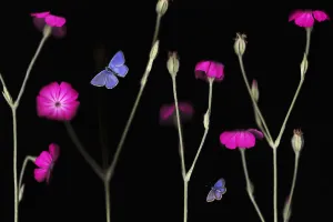 Butterflies Prints: Rose campion / catchfly (Lychnis coronaria) in flower with an Escheraes blue butterfly