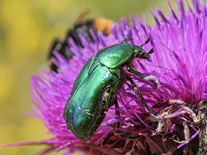 Sunflower Family Prints: Rose chafer beetle (Cetonia aurata) resting on Thistle head