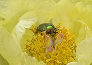 Rose chafer (Cetonia aurata) feeding on Caucasian peony (Paeonia mlokosewitschii) pollen