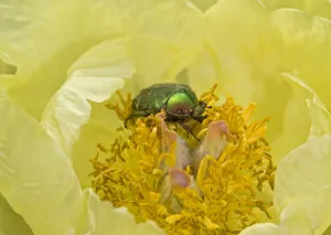 Chafer Beetle Prints: Rose chafer (Cetonia aurata) feeding on Caucasian peony (Paeonia mlokosewitschii) pollen