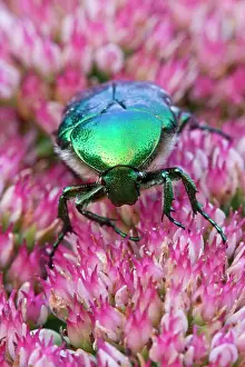 Rhinotia Prints: Rose chafer (Cetonia aurata) on Sedum flower
