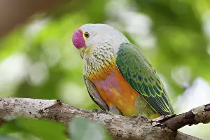 Pigeon Prints: Rose-crowned fruit dove (Ptilinopus regina) perched high in the canopy of a melaleuca swamp