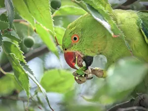 True Parrot Prints: Rose-ringed parakeet (Psittacula krameri) feeding on European nettle tree (Celtis australis) berries