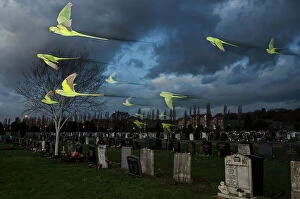 Rose-ringed / ring-necked parakeets (Psittacula krameri) in flight on way to roost in an urban cemetery, London, UK