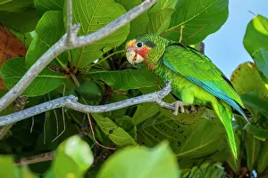 True Parrot Prints: Rose-throated parrot (Amazona leucocephala) perched in a tree