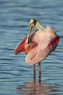 Roseate spoonbill (Ajaia ajaja) adult in breeding plumage preening tail feathers