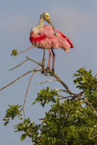 Florida Prints: Roseate spoonbill (Platalea ajaja) at its nesting colony site, in early morning light