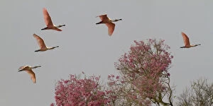 Roseate Spoonbills (Platalea ajaja) in flight, Pantanal, Mato Grosso do Sul, Brazil