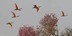 Images Dated 20th August 2010: Roseate Spoonbills (Platalea ajaja) in flight, Pantanal, Mato Grosso do Sul, Brazil