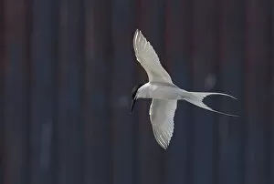 Roseate Tern (Sterna dougallii) in flight in front of building, Madeira Portugal August