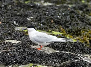 Sterninae Prints: Roseate tern (Sterna dougallii) standing on rocks
