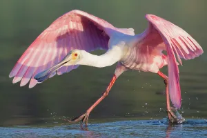 Florida Prints: Roseatte spoonbill (Platalea ajaja) feeding at sunset