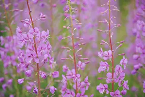 Onagraceae Prints: Rosebay willowherb (Chamerion angustifolium angustifolium) in flower, Kuhmo, Finland