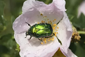 Droplets Gallery: Rosechafer (Cetonia aurata) on Dog rose (Rosa canina) flower, East Slovakia, Europe