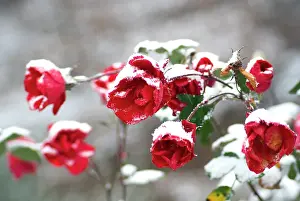 Roses Prints: Roses (Rosa sp.) covered in snow after snowstorm in a country garden