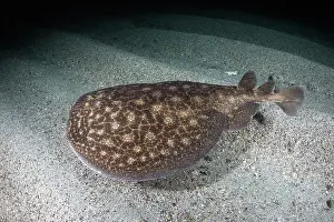 Torpediniformes Prints: Rosette torpedo ray (Torpedo bauchotae) swimming over sandy seabed