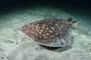Torpediniformes Prints: Rosette torpedo ray (Torpedo bauchotae) swimming over sandy seabed