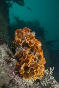 Marine Life Of The Channel Islands By Sue Daly Prints: Ross Bryozoan (Pentapora fascialis) L Etac, Sark, British Channel Islands