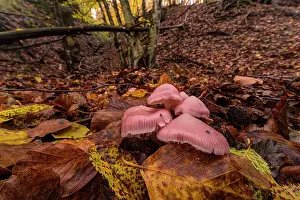 Mushroom Prints: Rosy bonnet mushroom (Mycena rosea) among leaf litter on woodland floor