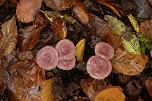 Sussex Prints: Rosy bonnet mushrooms (Mycena rosea) growing through fallen autumn leaves