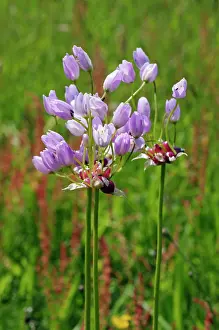 Lilianae Prints: Rosy garlic (Allium roseum) in flower in a field, St Mary's, Isles of Scilly, UK. May