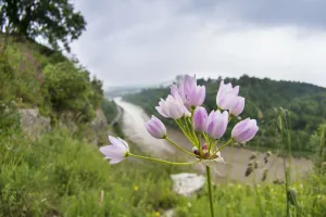 Rosy garlic (Allium roseum) naturalised in the Avon Gorge, Bristol, England, UK, June